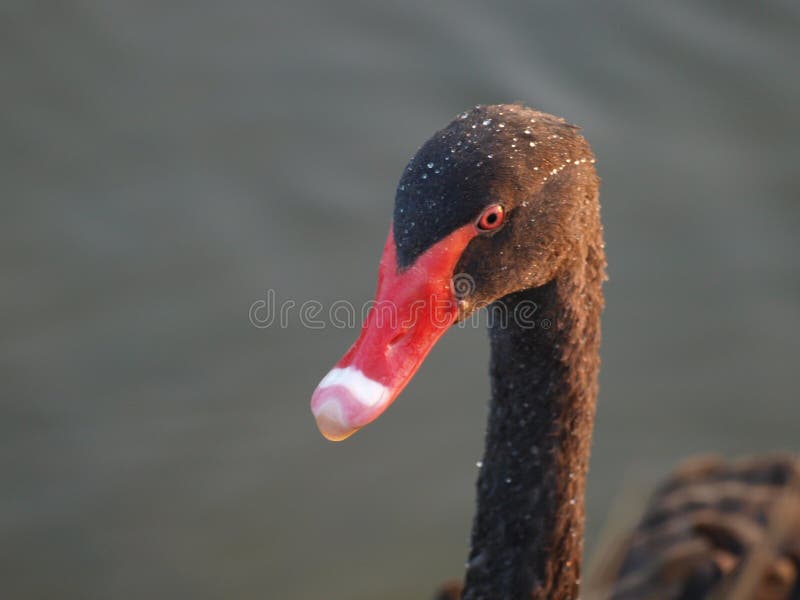 Head of a black swan with red beak and water drops on its head. stock photography Head of a black swan with red beak and water drops on its head. stock photography