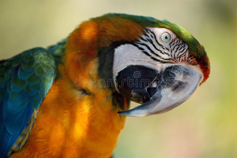 Head of a blue and orange parrot