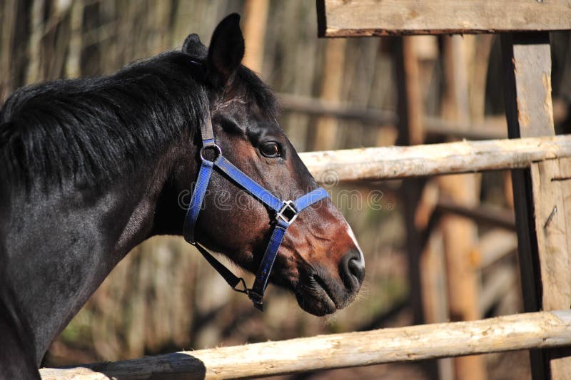 Horse Head Running Action Closeup Stock Photo Image of closeup