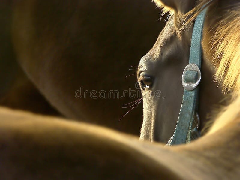 Cabeza de un caballo mira a próximo caballos correr alrededor pastar en rayos de configuración el sol.