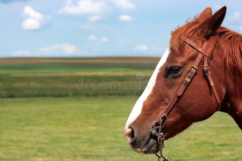 Reddish brown horse