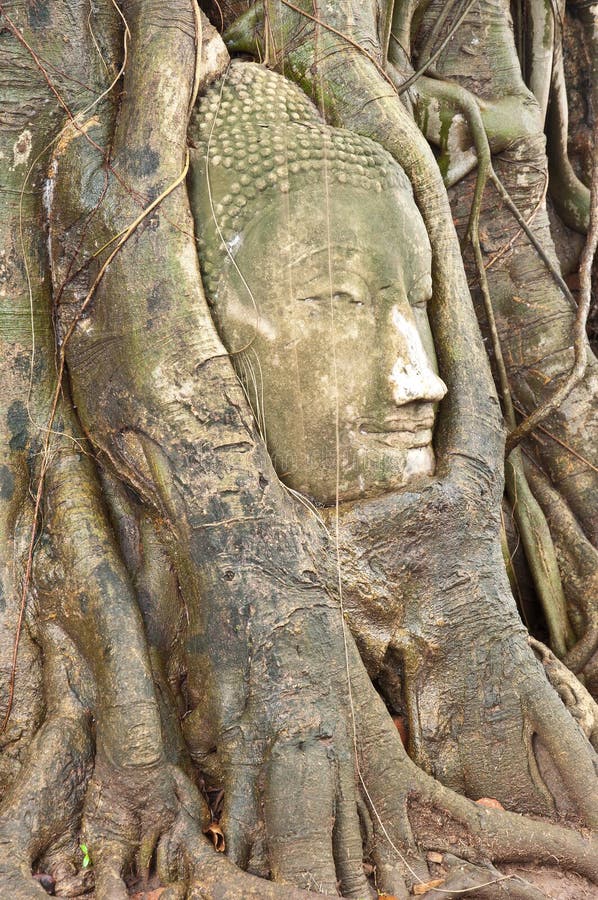 Head of buddha statue