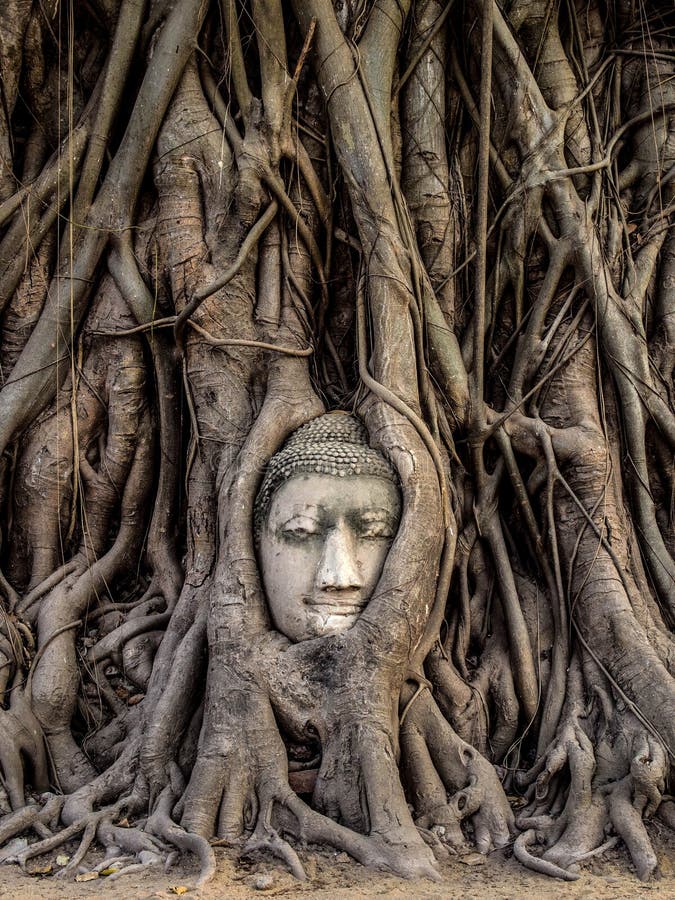 614 Statue Roots Cambodia Photos - Free & Royalty-Free Stock Photos from  Dreamstime