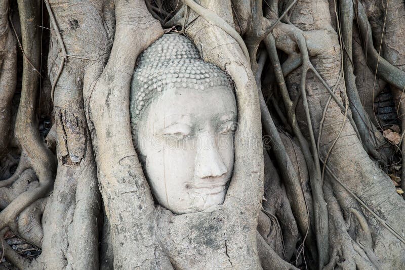 Head of Buddha statue in the tree roots at Wat Mahathat temple