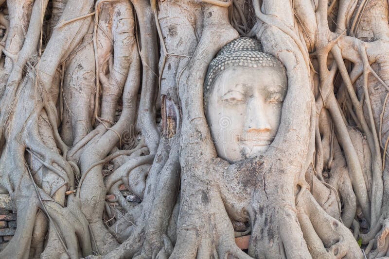 Head of Buddha statue in the tree roots at Wat Mahathat temple, royalty free stock photography Head of Buddha statue in the tree roots at Wat Mahathat temple, royalty free stock photography
