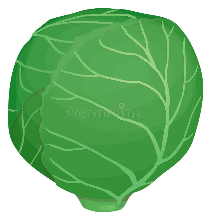 Head of cabbage