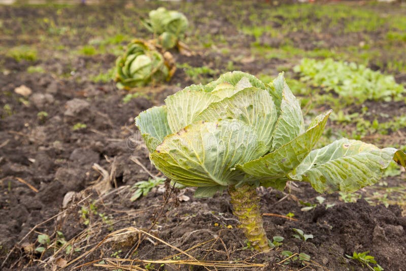 A head of cabbage stock photo. Image of health, natural 35266934
