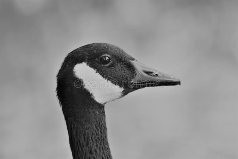 Goose Head Shot stock photo. Image of full, single, closely - 39892876