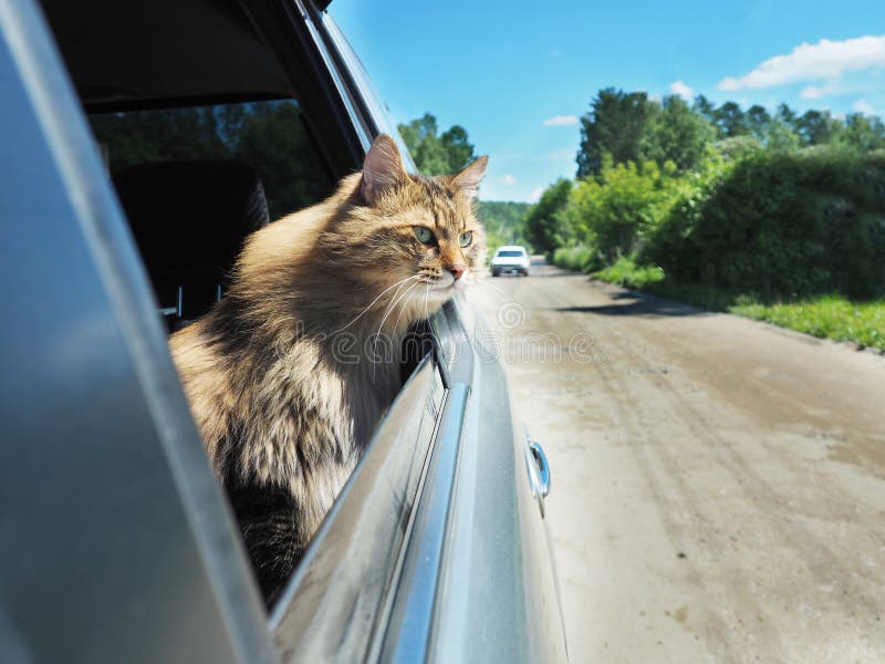 Head Cat Out of a Car Window in Motion Stock Photo Image of road