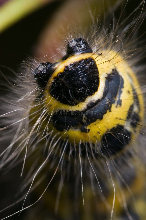 Head of caterpillar