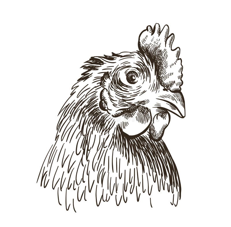 Hand drawn chicken farm animal sketch hen i Vector Image