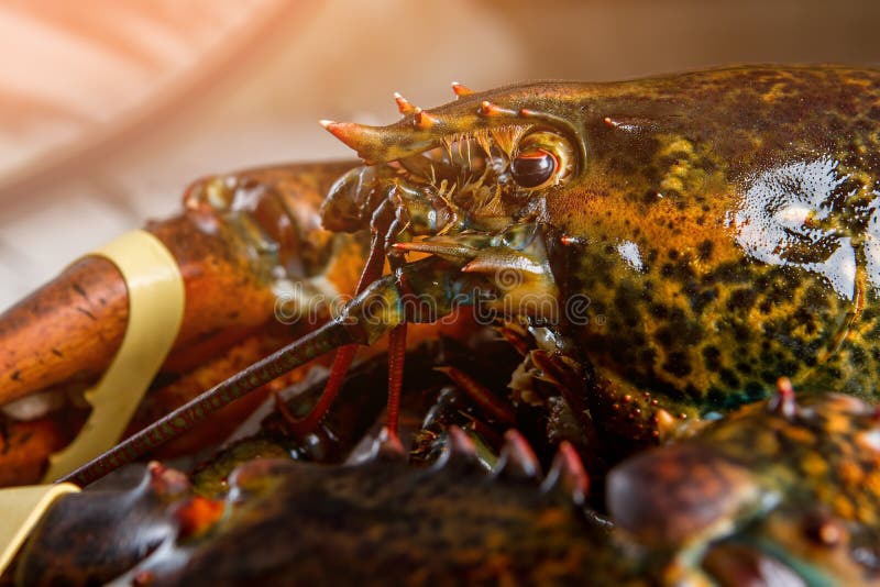 522 Raw Lobster Head Stock Photos Free & RoyaltyFree Stock Photos