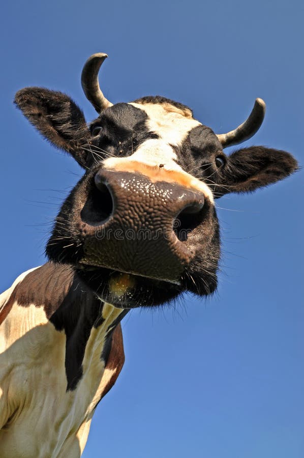 Head of a cow.