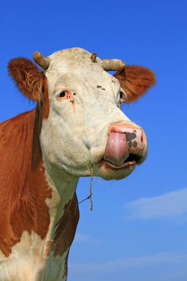 Head of a cow. stock image. Image of animal, farm, breeding 20621533