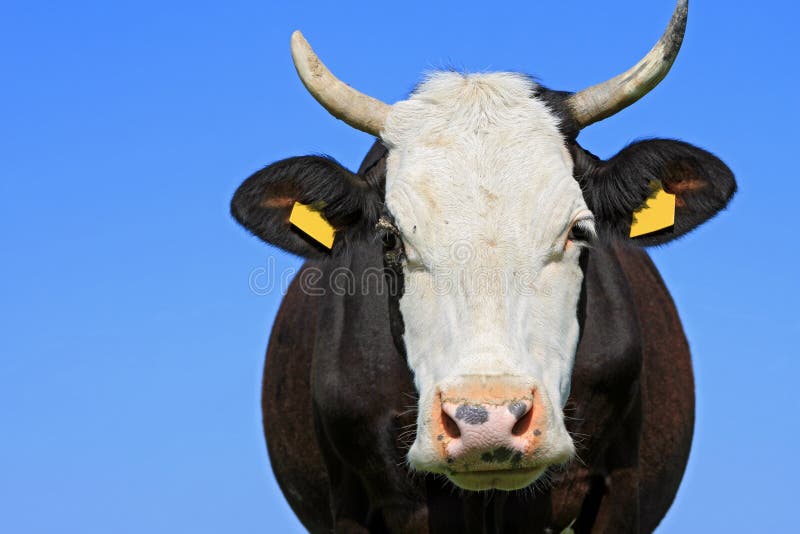 Head of a cow against the sky.