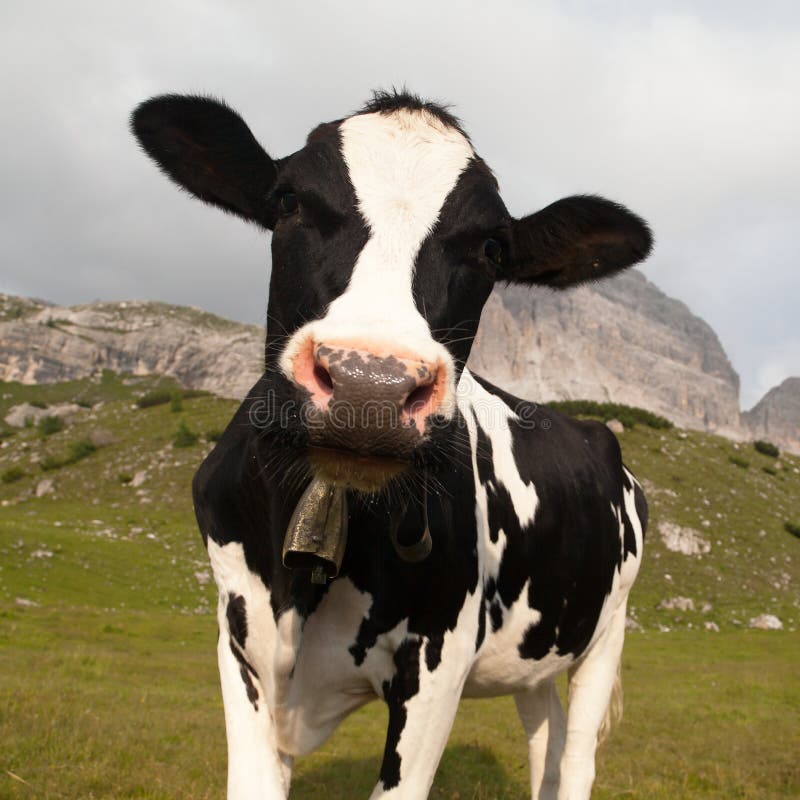 Head of cow (bos primigenius taurus), with cowbell