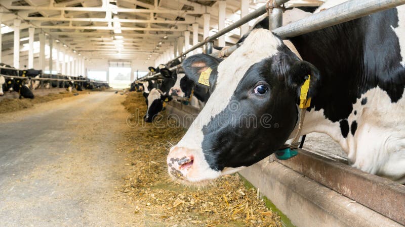 Head of a cow close-up. A cow stands in a barn on a livestock farm. The use of dry feed, silage for feeding livestock. Raising