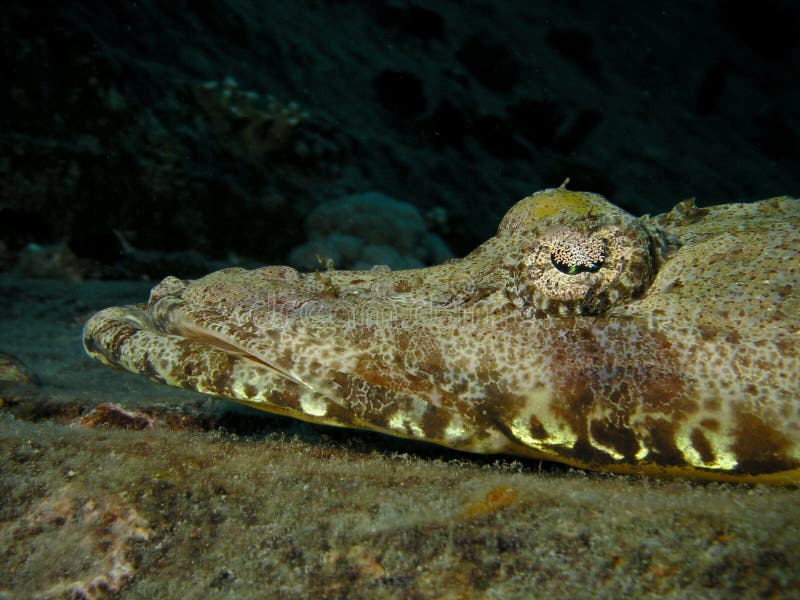 Head of Crocodile fish, Red Sea