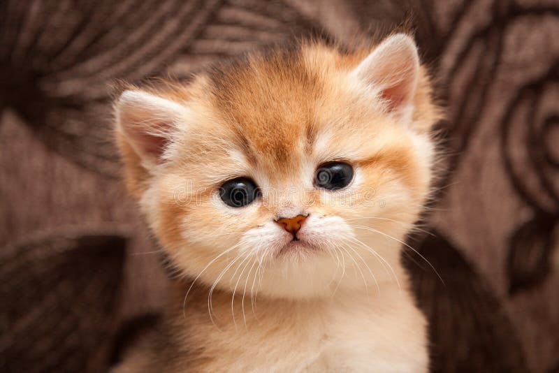 Head of a cute Golden ticked little British cat close-up