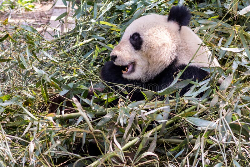 Head of a cute panda hidden in the green bamboo leaves