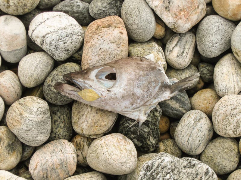 Head of dead cod on the stones of the sea coast. Consequences of sea pollution. Environmental pollution. Ecological problems stock photography Head of dead cod on the stones of the sea coast. Consequences of sea pollution. Environmental pollution. Ecological problems stock photography