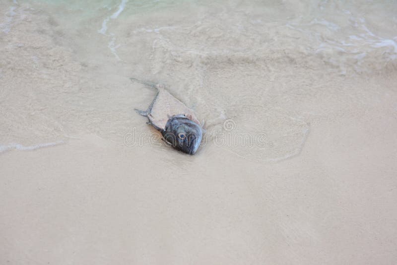 The Head of a Dead Fish Thrown by the Waves in the Sand. Stock Image