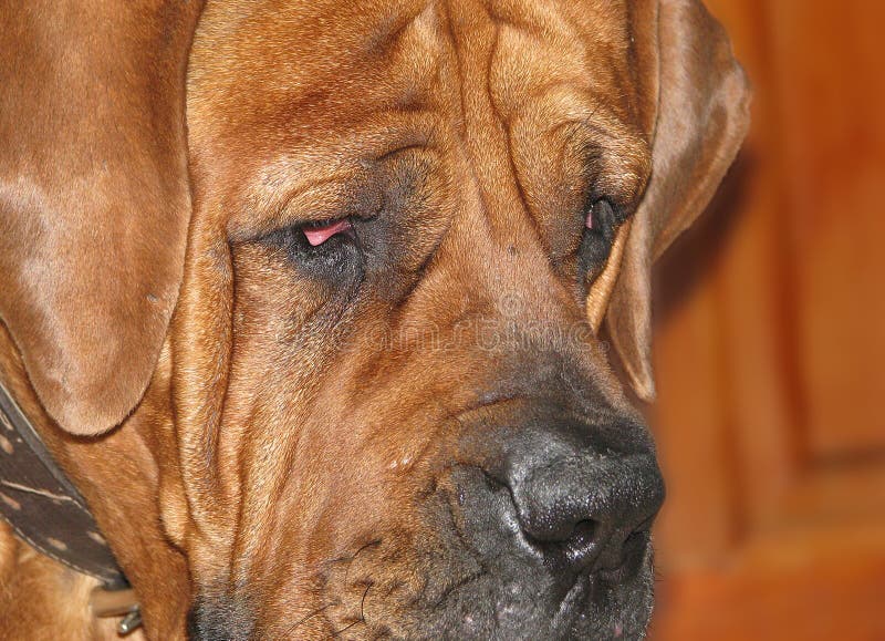 Brown big head dogs with floppy ears of the breed Boerboel. Brown big head dogs with floppy ears of the breed Boerboel