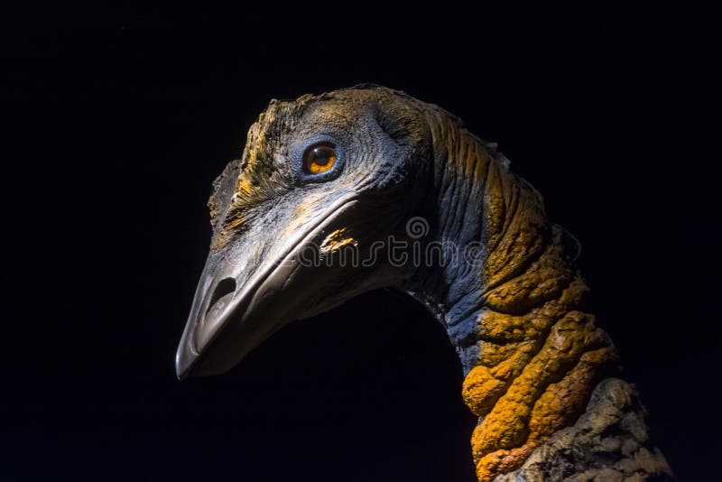 Head of an Elephant bird  the extinct species of Magascar. Elephant bird  its scientific name is Aepyornis sp