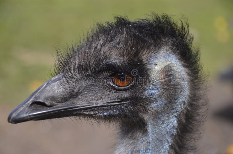 the black emu the black emu