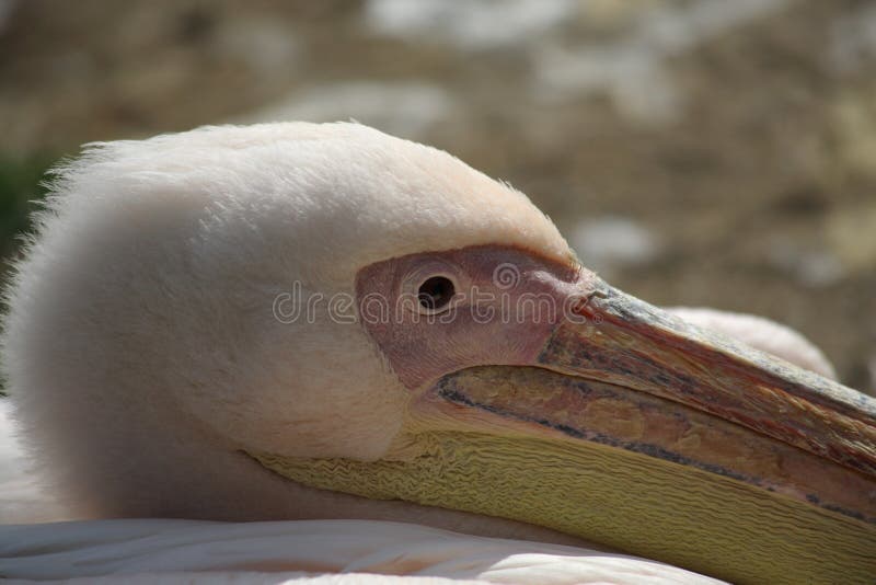 Head and Eye of a Pink Flamingo Stock Image Image of long, neck 16095971