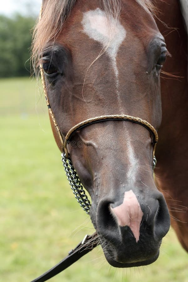 Head of filly