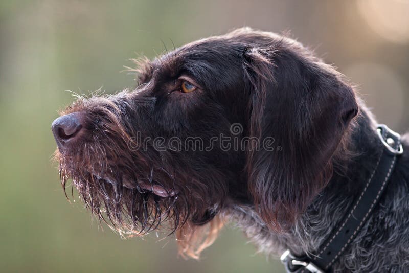 Portrait of german wirehaired pointer royalty free stock images