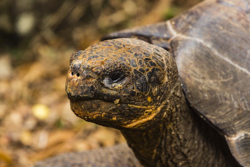 The Head of a Giant Tortoise Stock Image - Image of america, cristobal ...