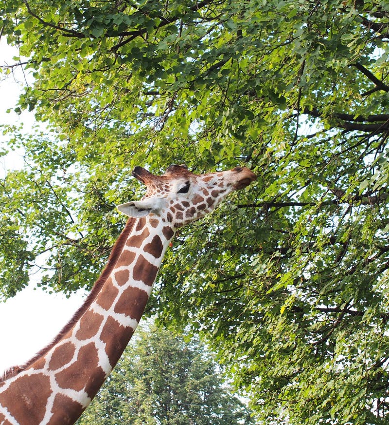 The Head of a Giraffe. the Animal Eats Leaves on the Branches of a Tree