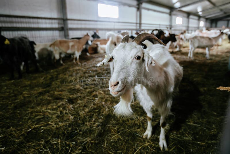 Head of Goat at the Dairy Farm, Close Up Stock Image Image of indoor