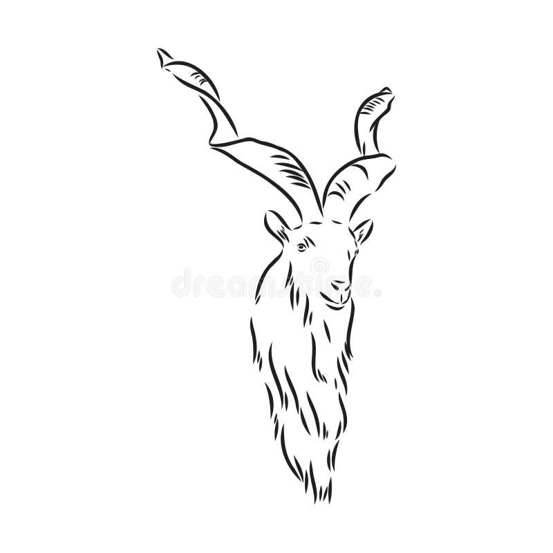 The Head of a Goat with Large Horns and Thick Hair Looks Straight Full