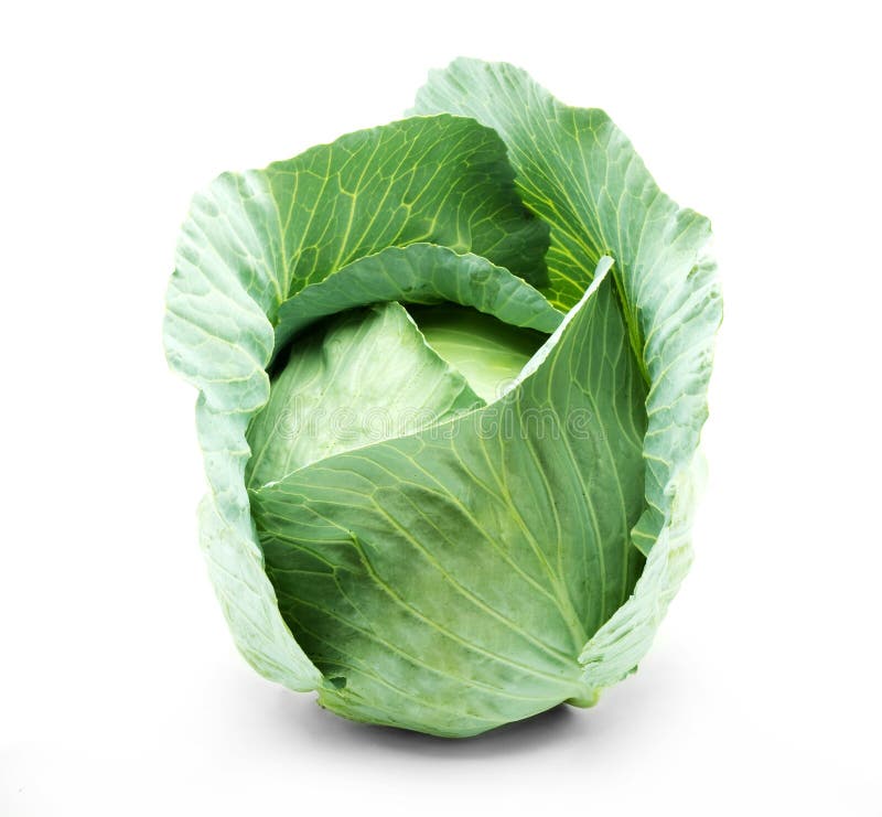 Head of green cabbage stock image. Image of foliage, healthy 11052511