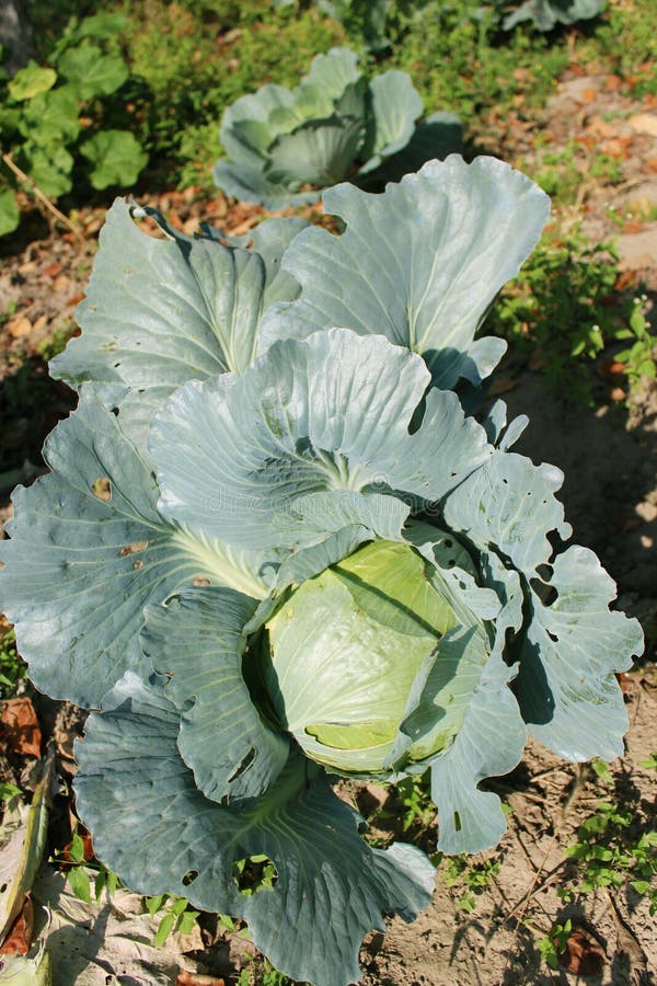 Head of green cabbage stock photo. Image of nature, semi 61768662