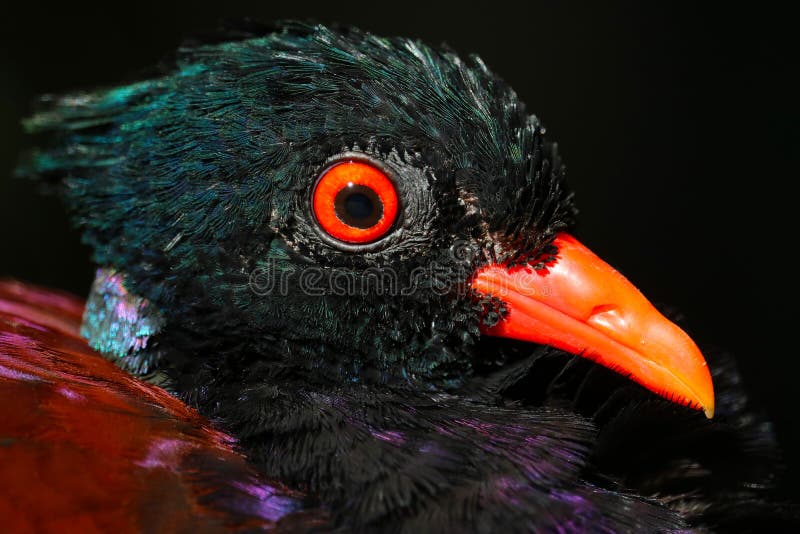 Head of a green-naped pheasant-pigeon in profile view with a bright red eye and a shining beak