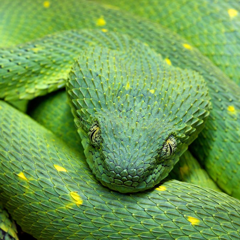 Green Bush Viper - Atheris chlorechis, Green Bush Viper www…