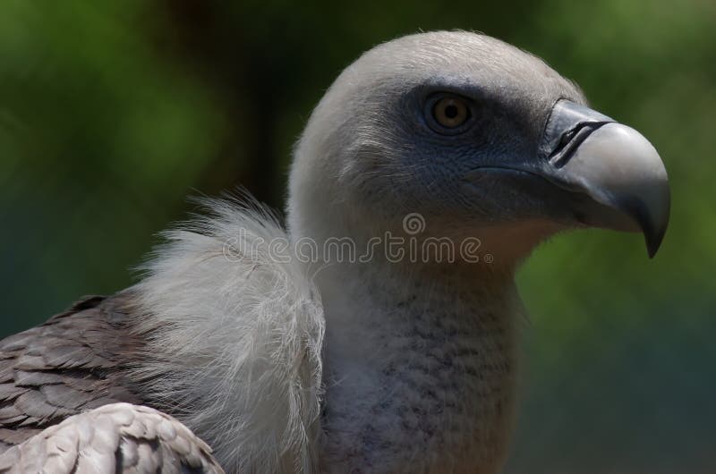 Family of griffon vulture stock image. Image of rock - 133437807