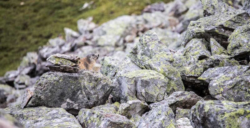 Groundhog is looking out of the earth, in the Austrian alps