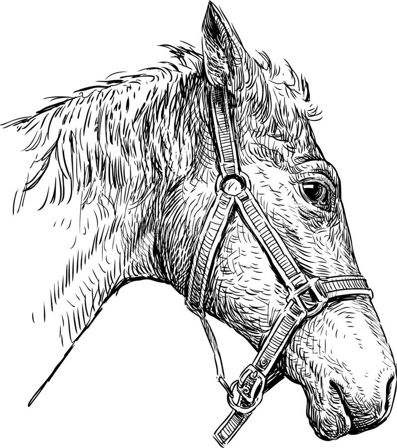 Profile of horse head stock vector. Illustration of hand 34446066