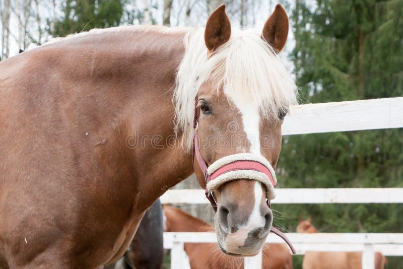 The head of the horse chewing a grass against the sky stock image