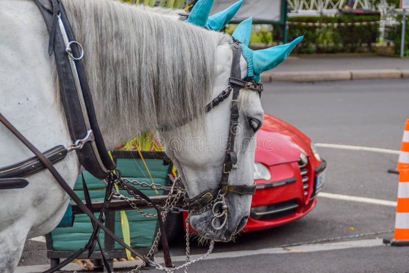 The Head of a Horse Pulling a Horsedrawn Carriage Stock Photo Image
