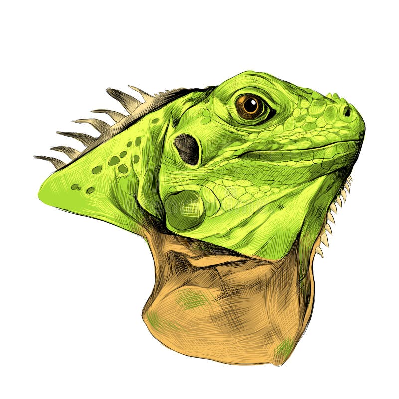 Iguana Head Artistic Drawing Stock Illustration ...