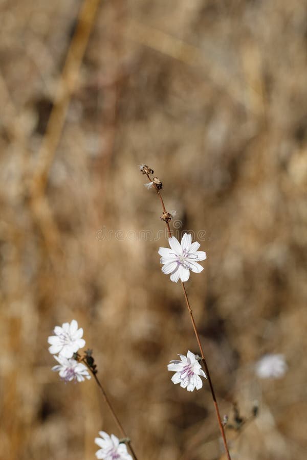 Head inflorescences bloom in white on Chaparral Wirelettuce, Stephanomeria Diegensis, Asteraceae, native perfectly hermaphroditic herbaceous annual in Franklin Canyon Park, Santa Monica Mountains, Transverse Ranges, Autumn. Head inflorescences bloom in white on Chaparral Wirelettuce, Stephanomeria Diegensis, Asteraceae, native perfectly hermaphroditic herbaceous annual in Franklin Canyon Park, Santa Monica Mountains, Transverse Ranges, Autumn.