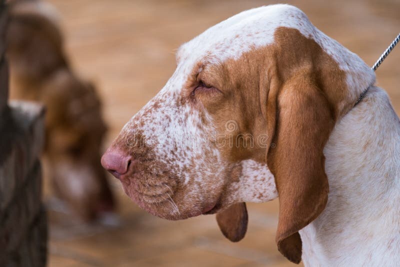 The head of an italian bracco, the typical pointing italian dog