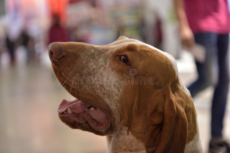 The head of an italian bracco, the typical pointing italian dog