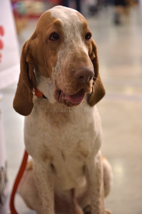 The head of an italian bracco, the typical pointing italian dog